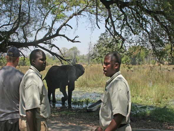 Pom Pom Camp - guest and staff with elephant